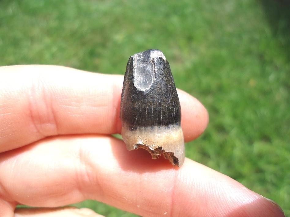 Large image 1 Unusual Highly Worn Alligator Tooth