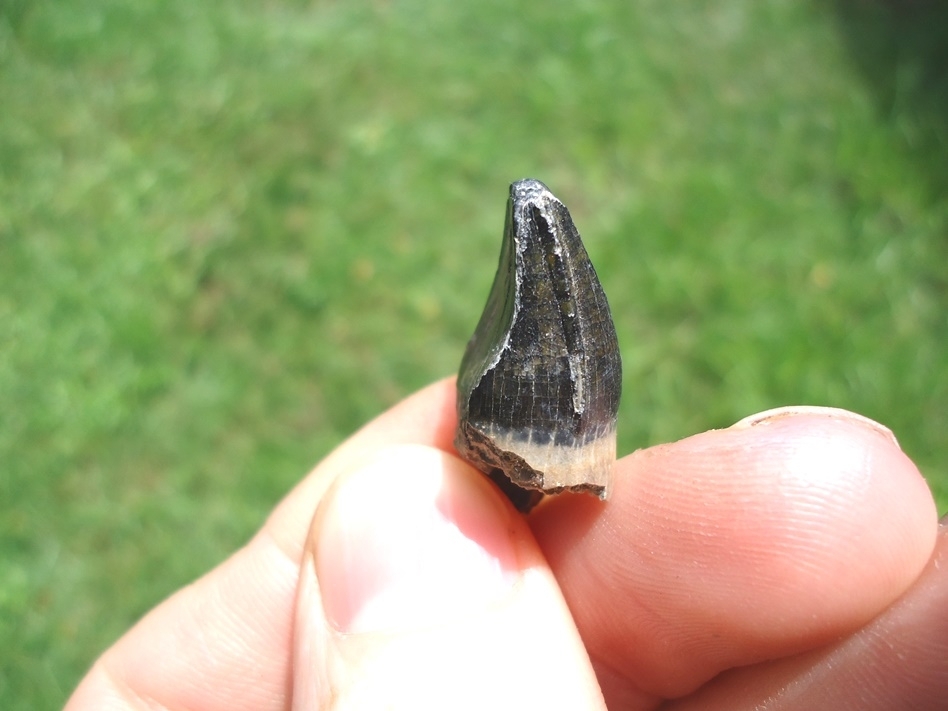 Large image 2 Unusual Highly Worn Alligator Tooth