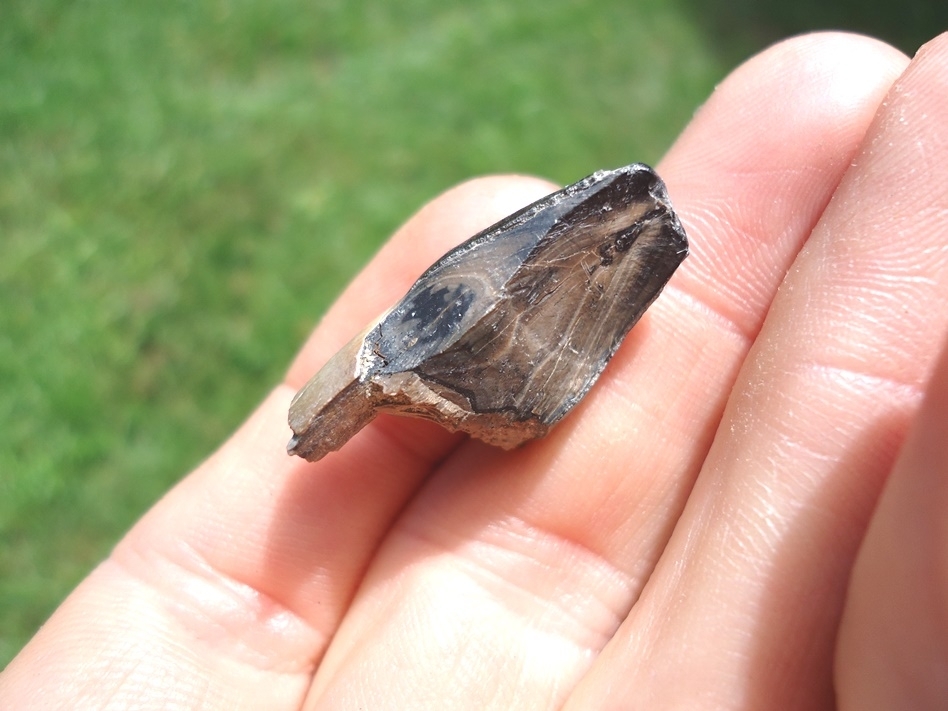 Large image 3 Unusual Highly Worn Alligator Tooth