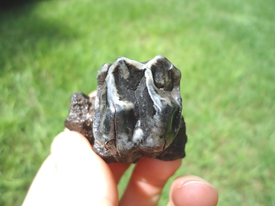 Large image 2 Section of Tapir Maxilla with Unique Tooth