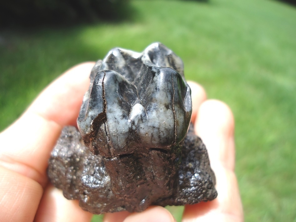 Large image 3 Section of Tapir Maxilla with Unique Tooth