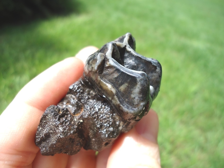Large image 4 Section of Tapir Maxilla with Unique Tooth