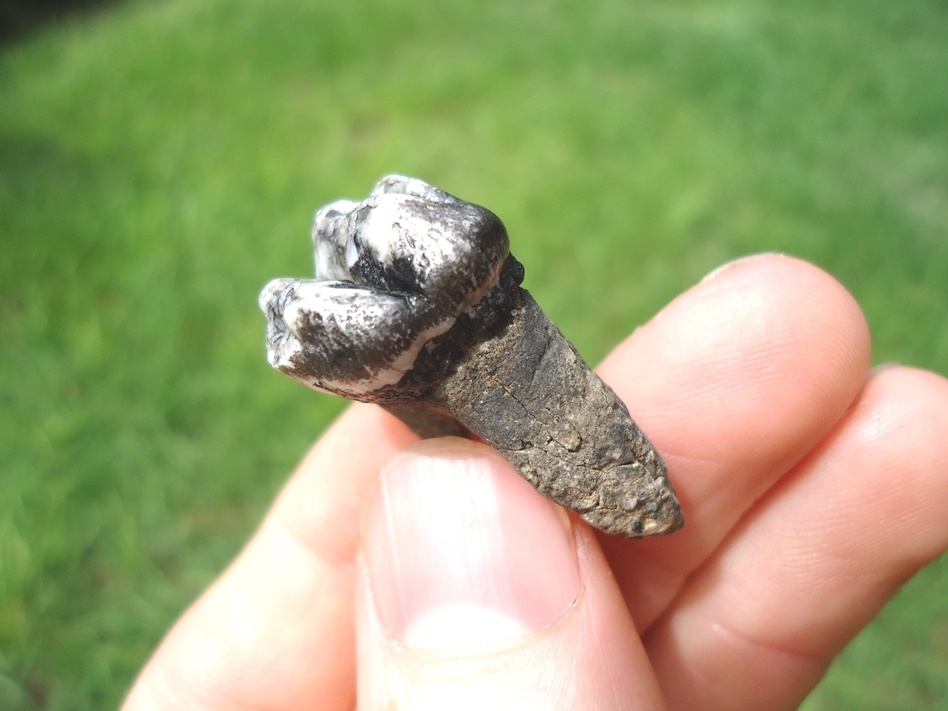 Large image 1 Rooted Manatee Tooth with Marbled Enamel