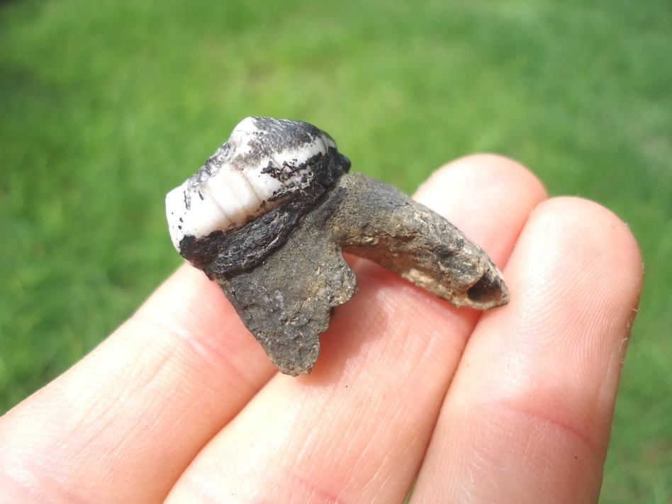 Large image 2 Rooted Manatee Tooth with Marbled Enamel