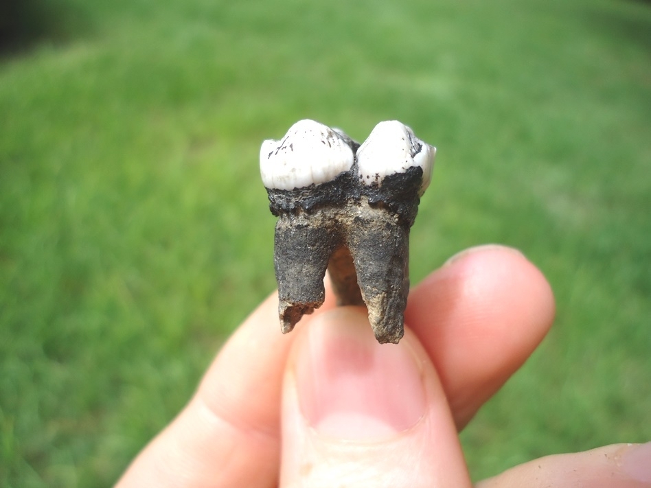 Large image 3 Rooted Manatee Tooth with Marbled Enamel