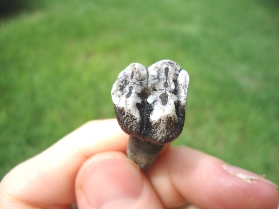 Large image 4 Rooted Manatee Tooth with Marbled Enamel