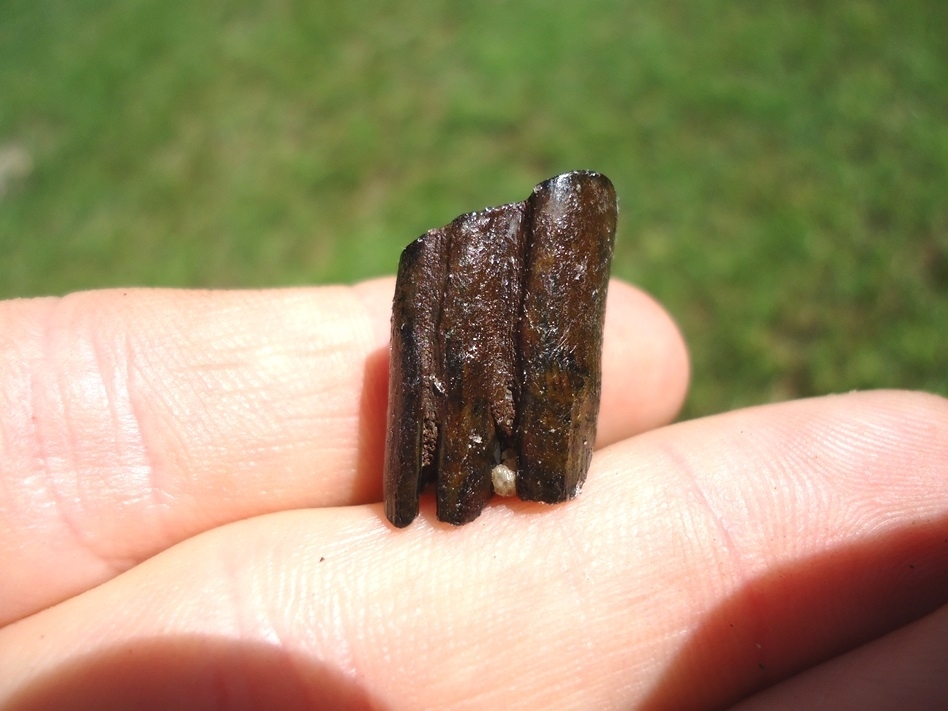 Large image 2 Uncommon Giant Beaver Molar