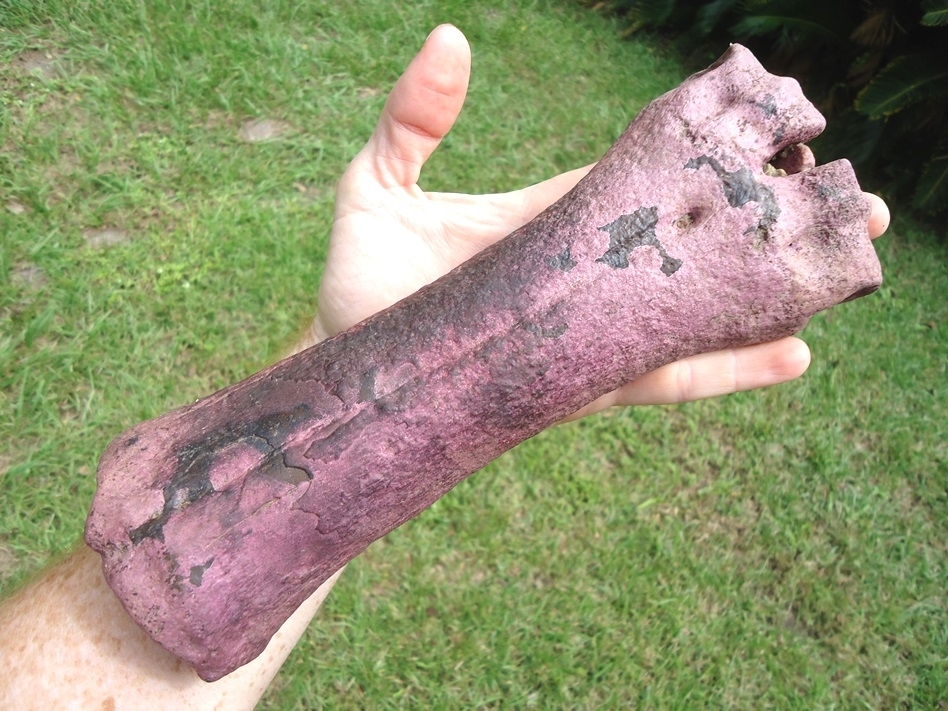 Large image 2 Gorgeous Bison Metacarpal with Purple Algae Staining