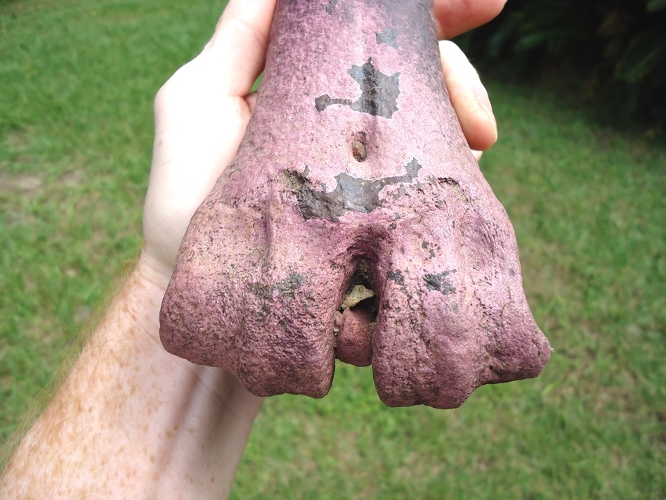 Large image 4 Gorgeous Bison Metacarpal with Purple Algae Staining