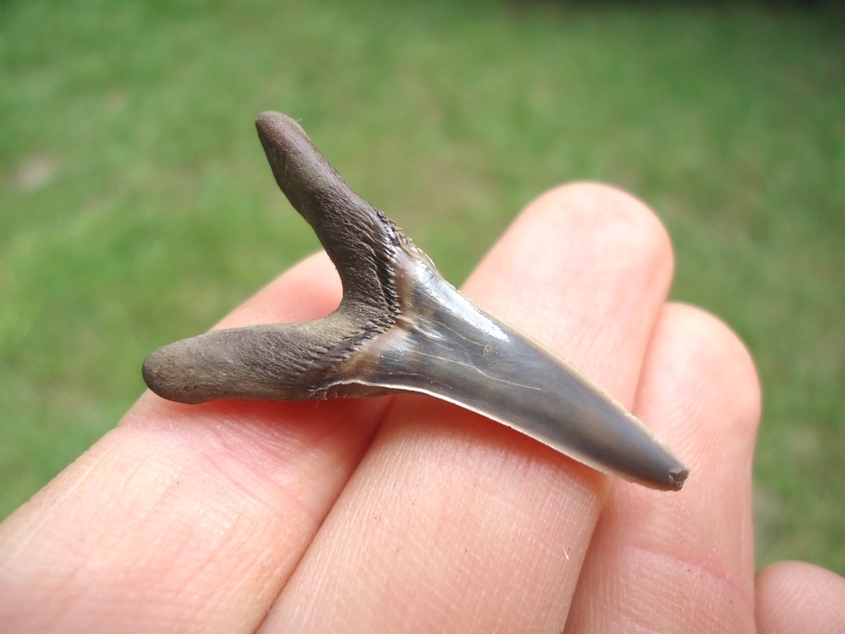 Large image 1 Rare Cretaceous Goblin Shark Tooth