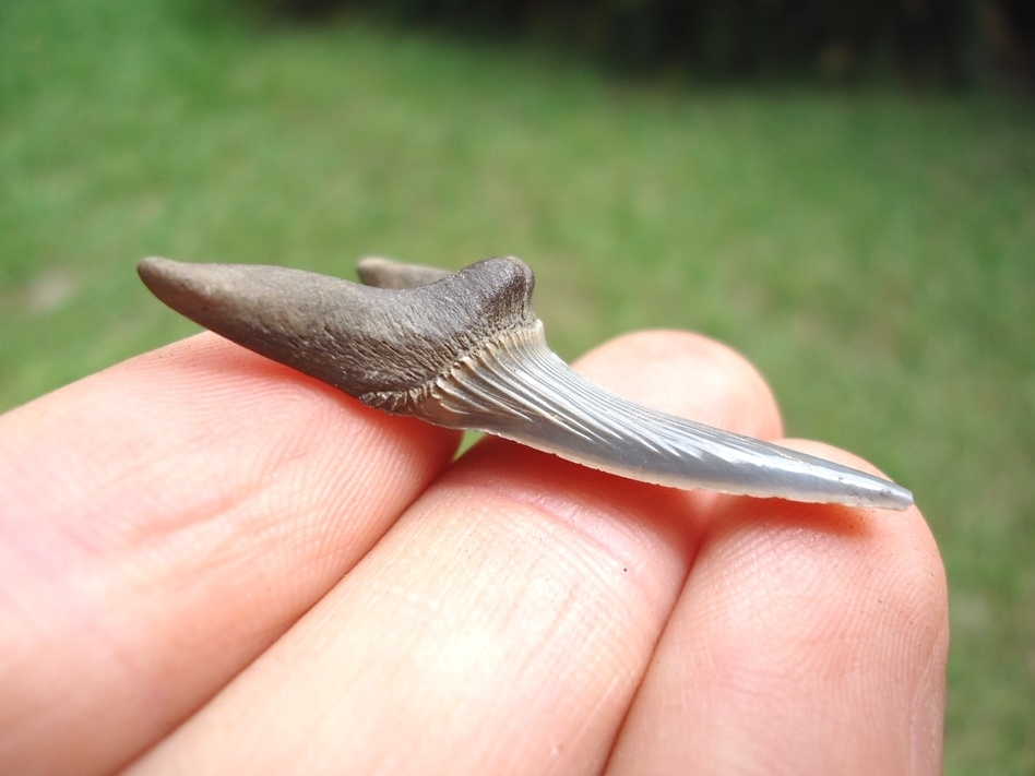 Large image 2 Rare Cretaceous Goblin Shark Tooth