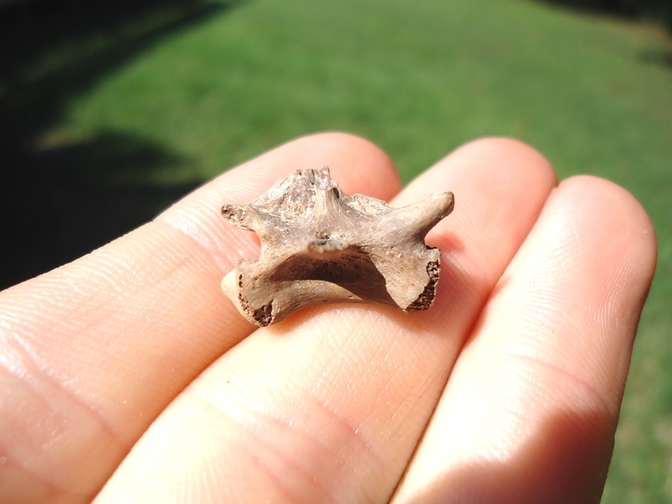 Large image 1 Very Rare Miocene Extinct Alligator Vertebra