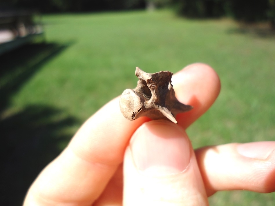 Large image 3 Very Rare Miocene Extinct Alligator Vertebra