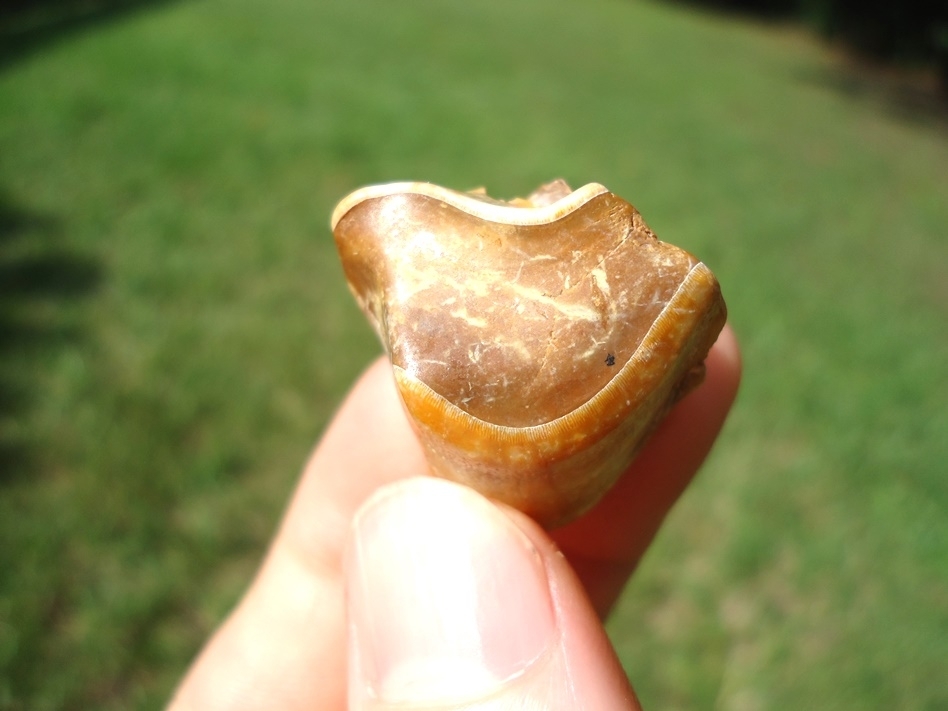 Large image 1 Bargain Partial Rhinoceros Tooth