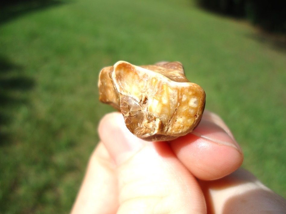 Large image 2 Bargain Partial Rhinoceros Tooth