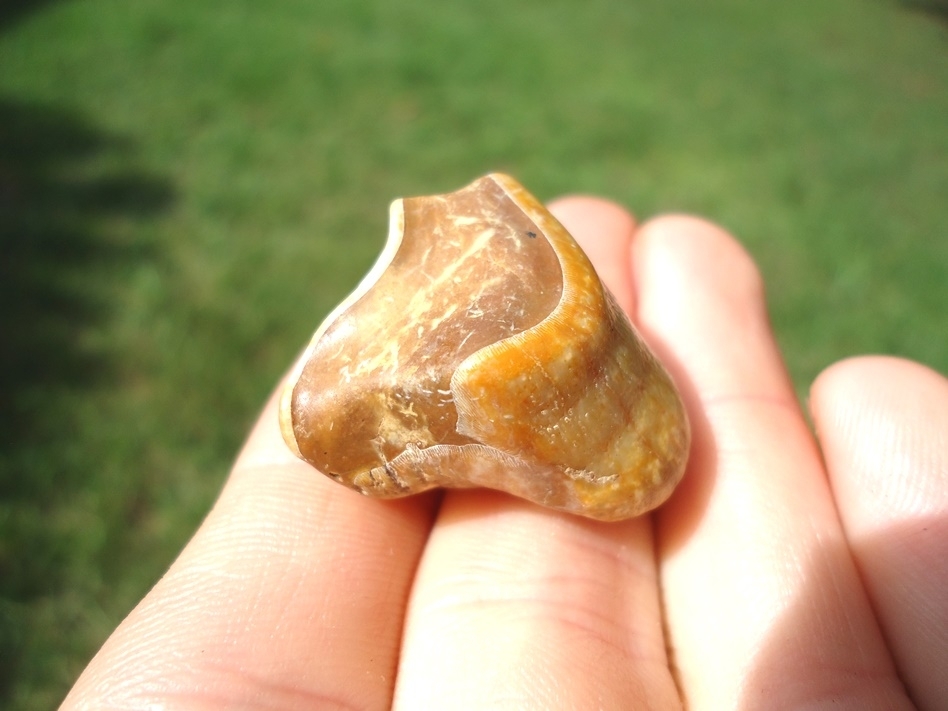Large image 3 Bargain Partial Rhinoceros Tooth