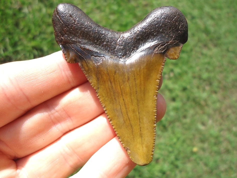 Large image 1 Super Attractive Suwannee River Auriculatus Shark Tooth