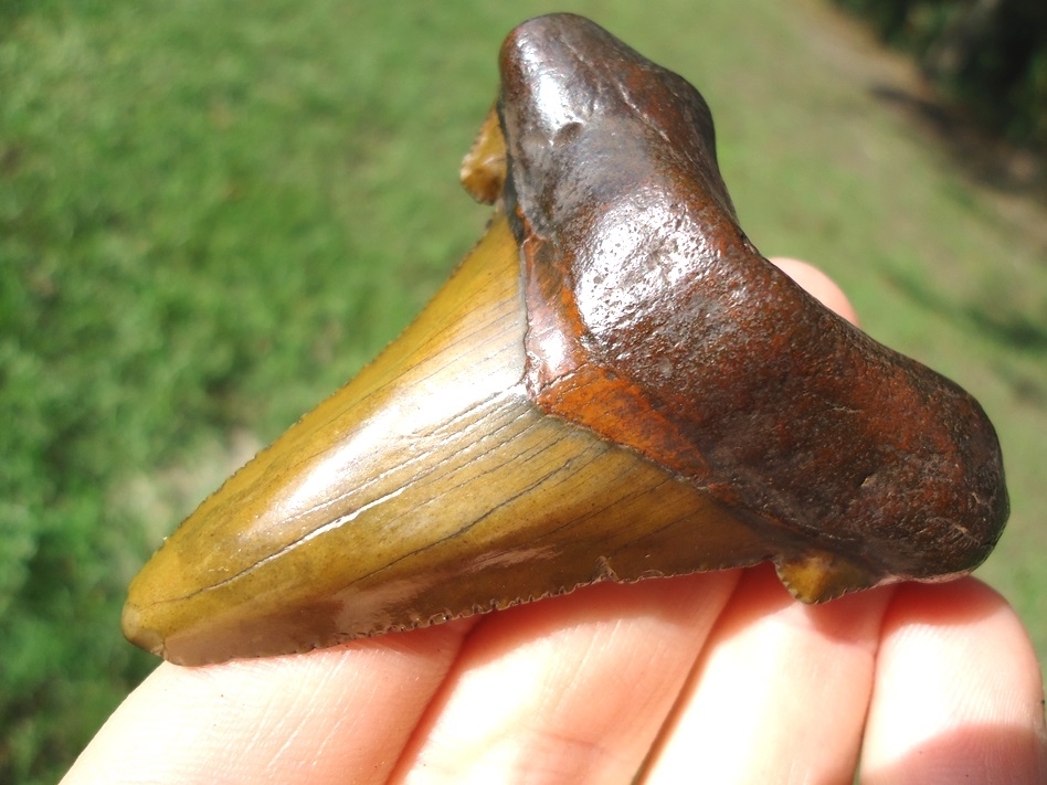Large image 2 Super Attractive Suwannee River Auriculatus Shark Tooth
