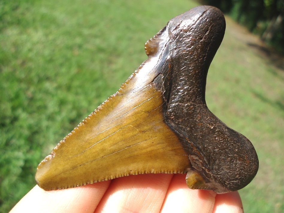 Large image 3 Super Attractive Suwannee River Auriculatus Shark Tooth