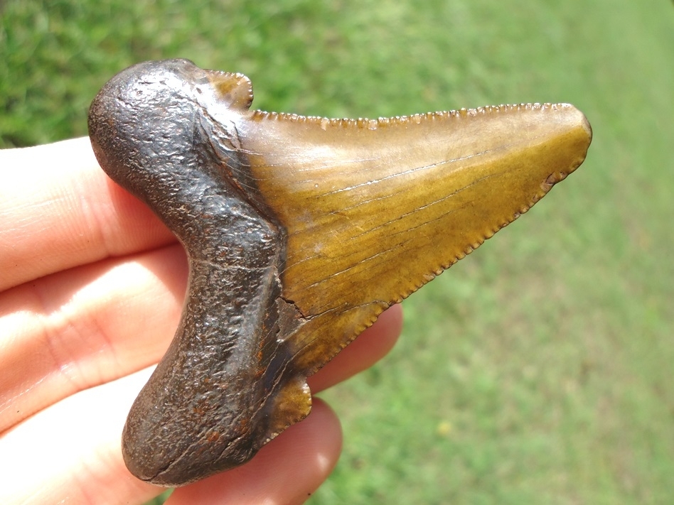 Large image 4 Super Attractive Suwannee River Auriculatus Shark Tooth