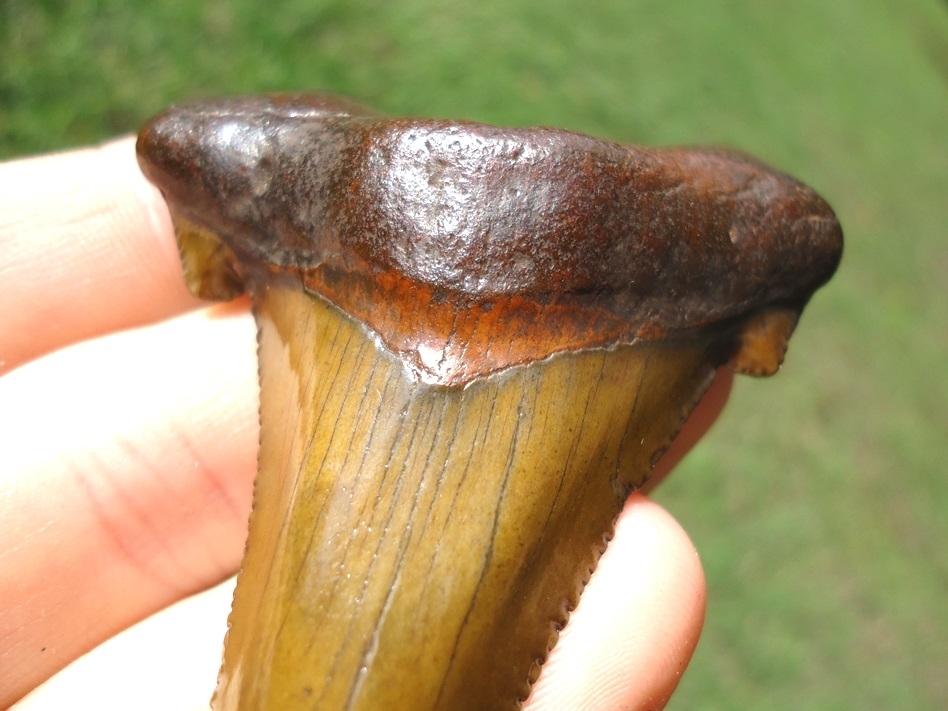 Large image 5 Super Attractive Suwannee River Auriculatus Shark Tooth