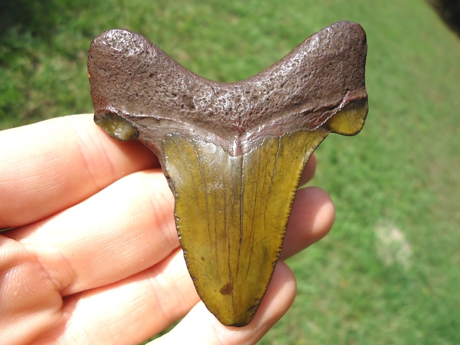 Large image 1 Gorgeous Green Suwannee River Auriculatus Shark Tooth