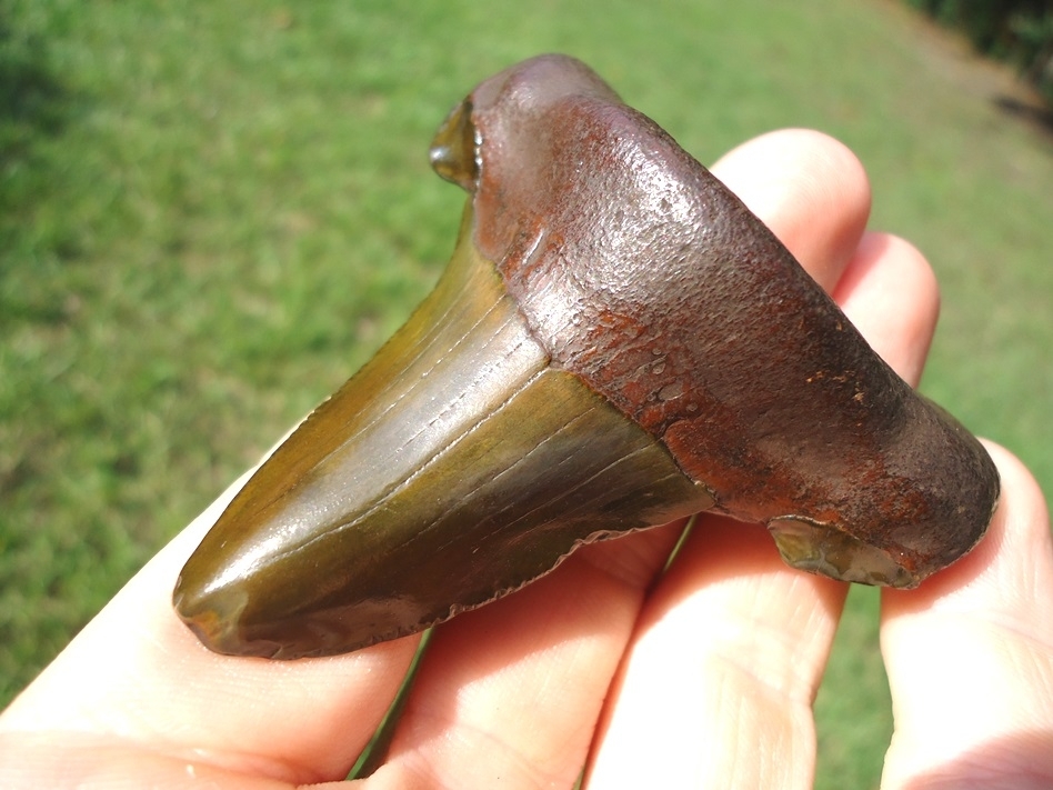 Large image 2 Gorgeous Green Suwannee River Auriculatus Shark Tooth