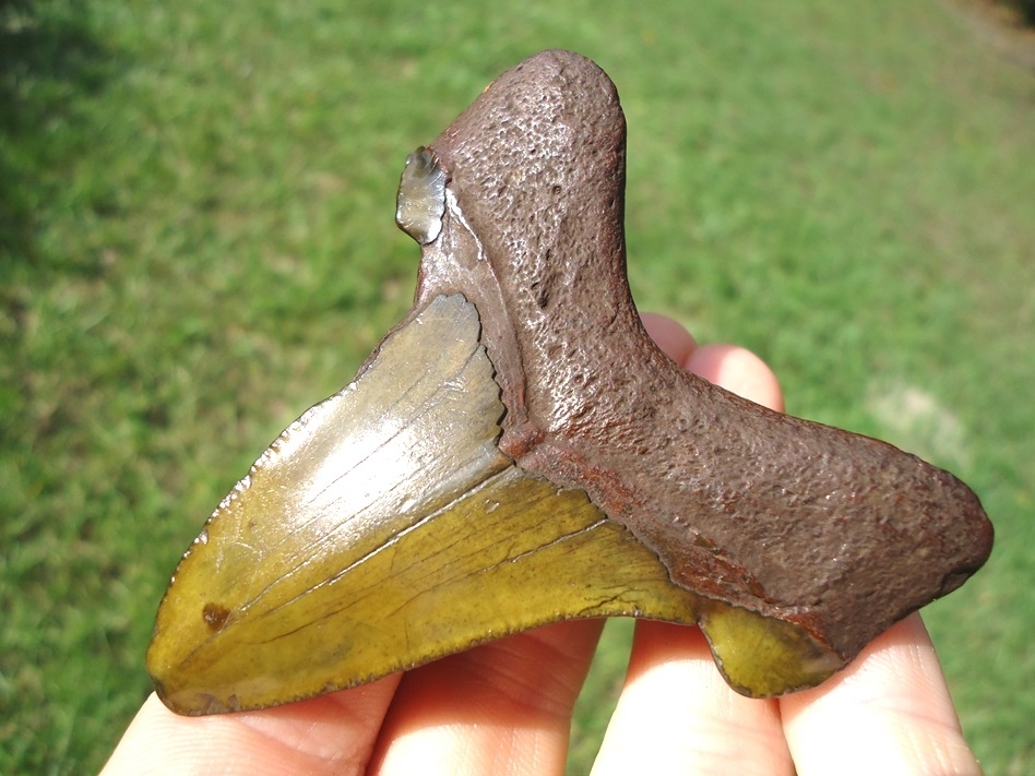 Large image 3 Gorgeous Green Suwannee River Auriculatus Shark Tooth