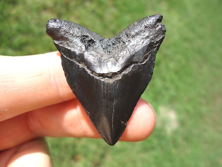 Large image 1 Nice Hubbell Megalodon Shark Tooth
