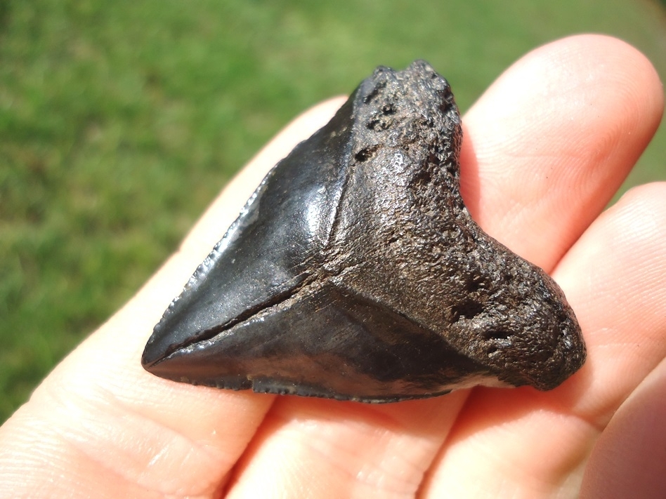 Large image 2 Nice Hubbell Megalodon Shark Tooth