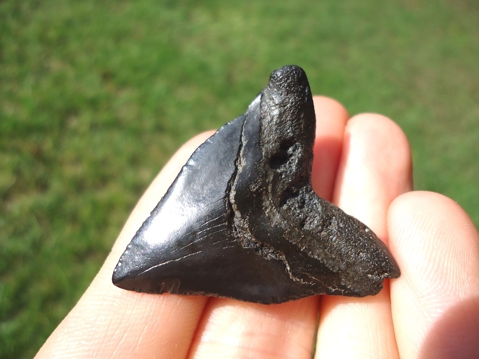 Large image 3 Nice Hubbell Megalodon Shark Tooth