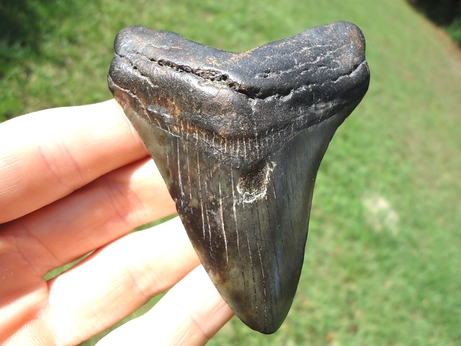 shark tooth