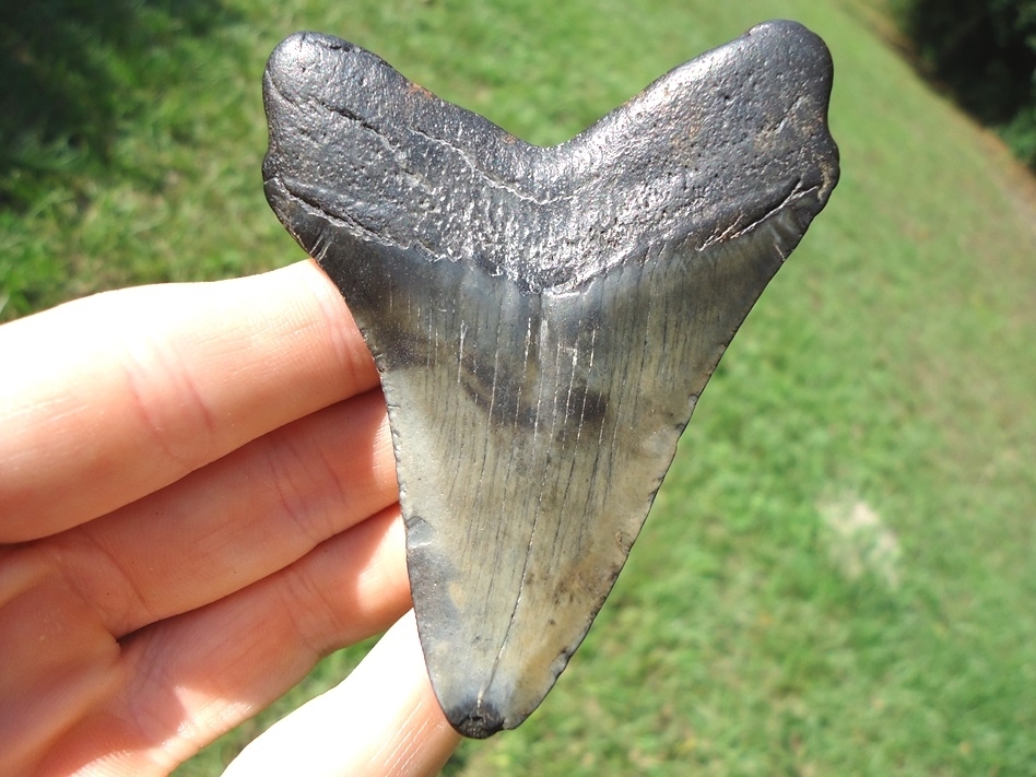 Large image 1 Excellent Megalodon Shark Tooth