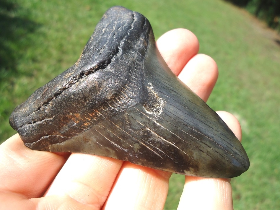 Large image 2 Excellent Megalodon Shark Tooth