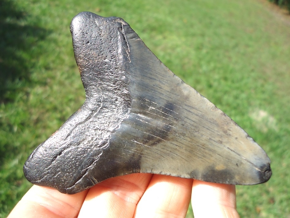 Large image 3 Excellent Megalodon Shark Tooth