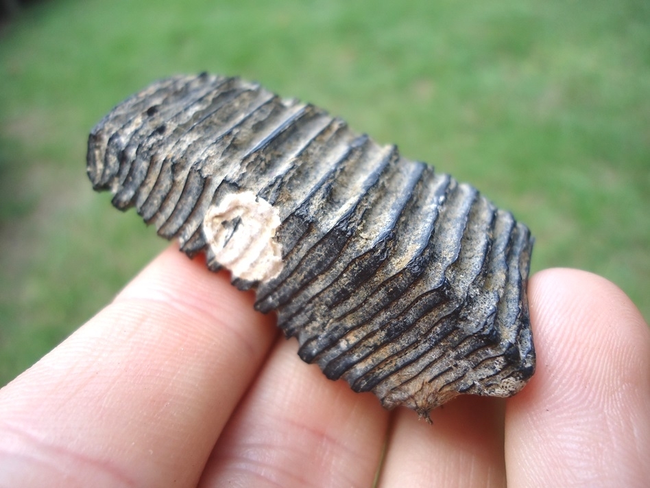 Large image 3 Impressive Large Capybara Molar