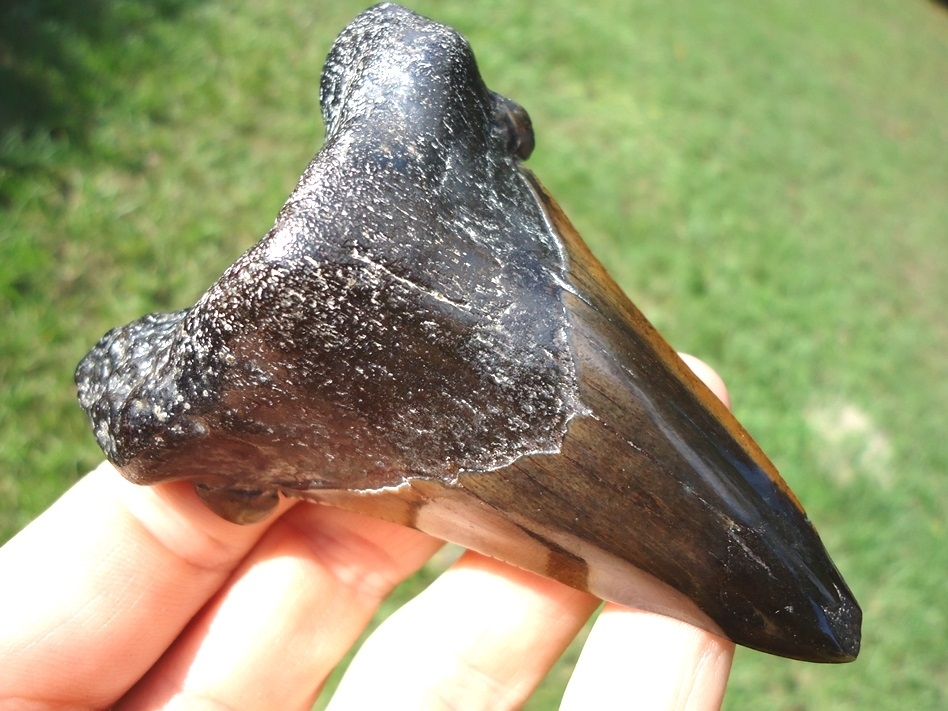 Large image 1 Large 3 1/2'  Auriculatus Shark Tooth
