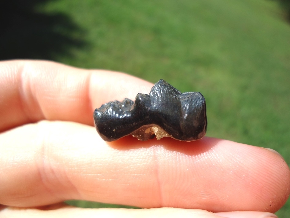 Large image 1 Ultra Fine Spectacled Bear Lower Molar