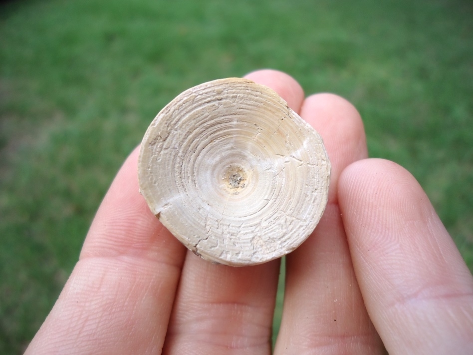 Large image 1 Nice Shark Vertebra