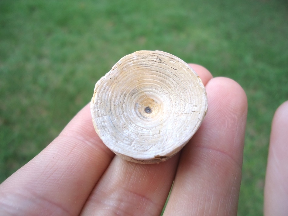 Large image 2 Nice Shark Vertebra