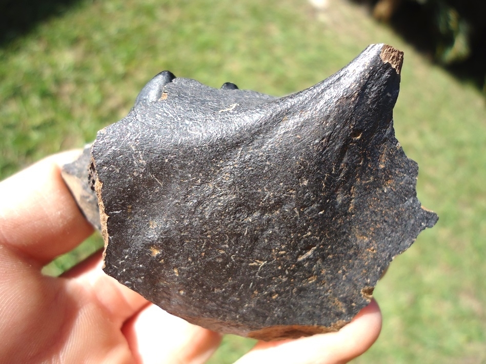 Large image 2 Nice Tapir Mandible with Perfect Molar