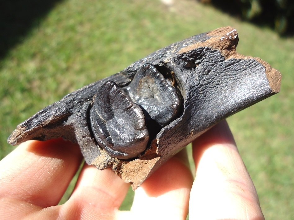 Large image 3 Nice Tapir Mandible with Perfect Molar