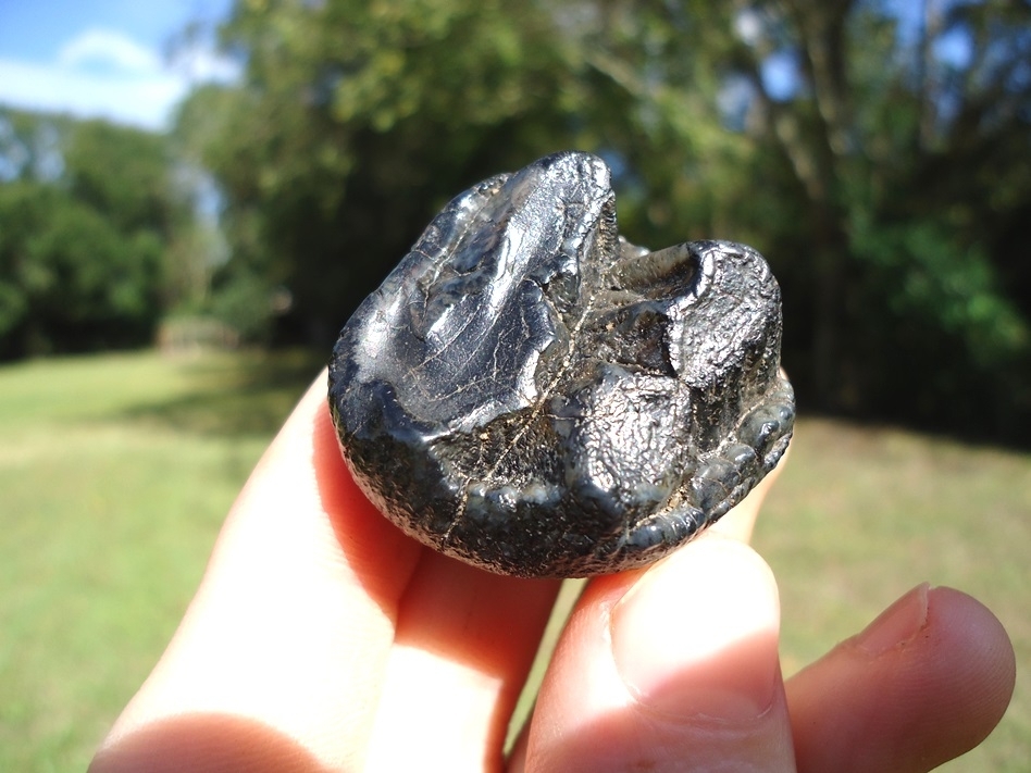 mastodon tooth