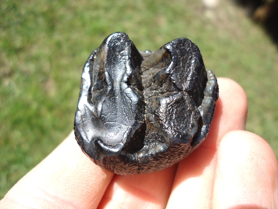 Large image 1 Excellent Juvenile Mastodon Tooth