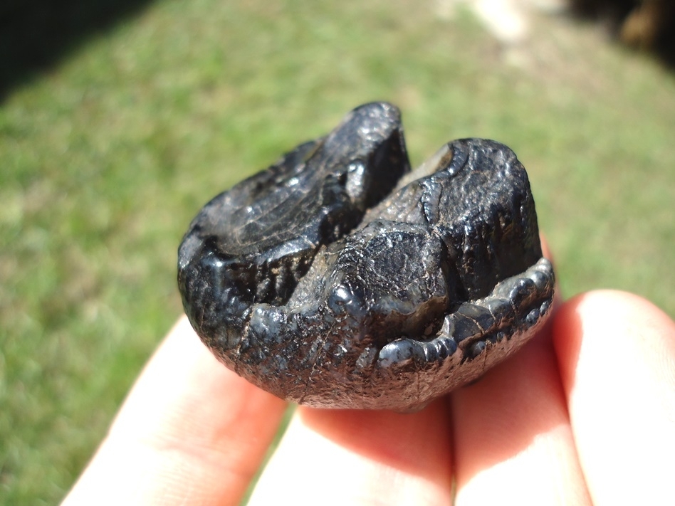 Large image 4 Excellent Juvenile Mastodon Tooth