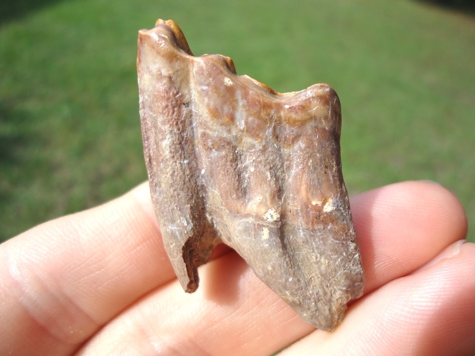 Large image 1 Excellent Three-Toed Horse Tooth with Unique Wear Pattern
