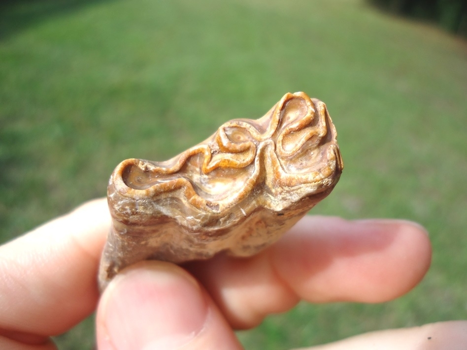 Large image 2 Excellent Three-Toed Horse Tooth with Unique Wear Pattern