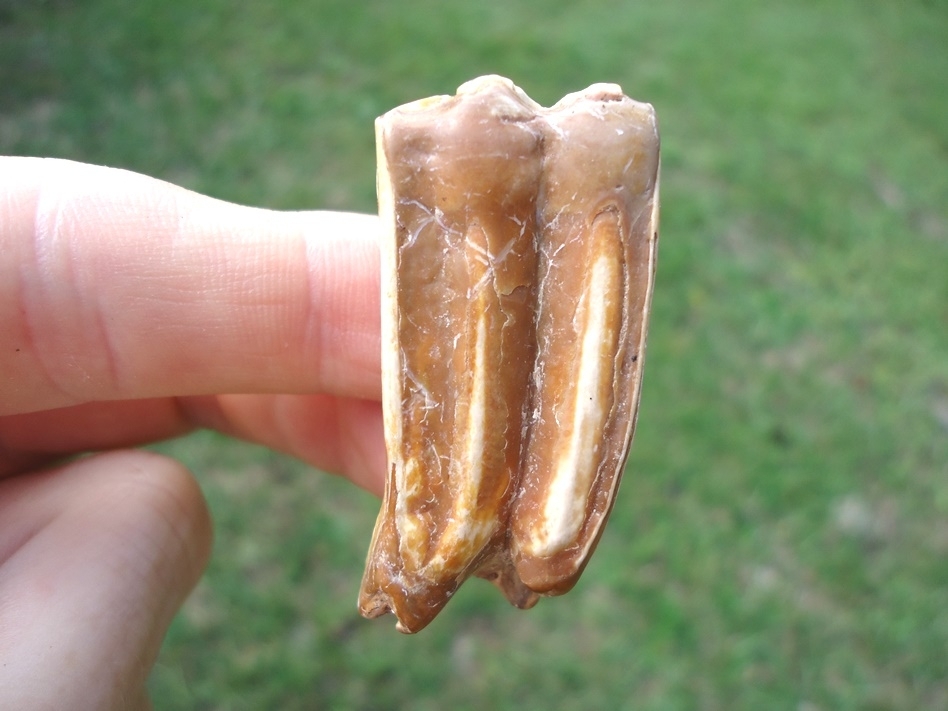 Large image 1 Extremely Attractive Three-Toed Horse Tooth from Famous Site