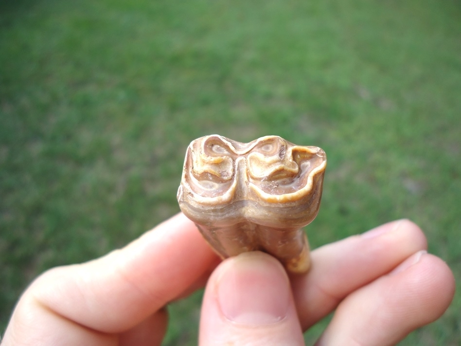 Large image 2 Extremely Attractive Three-Toed Horse Tooth from Famous Site