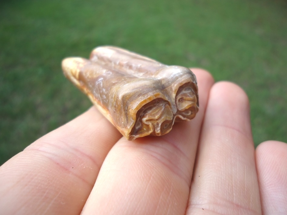 Large image 3 Extremely Attractive Three-Toed Horse Tooth from Famous Site